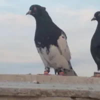 انگشتر وچنتا  کفتر رنگه