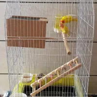 کوتوله زرد صورت هلویی|پرنده|خمینی‌شهر, |دیوار