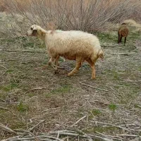 میش عتیقه داشتی