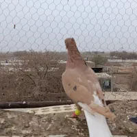 ماده دم سفید|پرنده|تربت جام, میان جام|دیوار