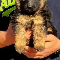 توله ژرمن مو کلاسیک