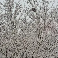 رمان بامداد خمار 500هزارتومان