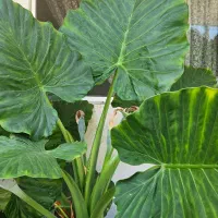 بابا آدم ، توافقی