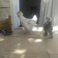 نیمچه مرغ وخروس کوشین وسلطان|حیوانات مزرعه|دهگلان, |دیوار