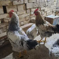 خروس|حیوانات مزرعه|مشهد, سرافرازان|دیوار