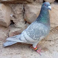 کبوتر طاووسی
