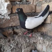 سینه سیاه ماده