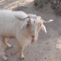 فروش یک راس بز نر|حیوانات مزرعه|ارزوئیه, |دیوار