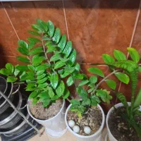 گلهای خانگی