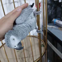 کاکسو سخنگو