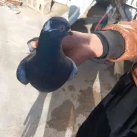 کبوتر|پرنده|جوانرود, |دیوار