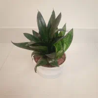 گل و گیاه طبیعی|گل و گیاه طبیعی|اهر, |دیوار