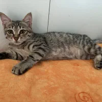 واگذاری گربه تبی|گربه|بندر انزلی, پاسداران|دیوار