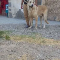 سگ گم شده|سگ|ملکان, |دیوار