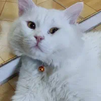 نیاز به جفت گیری|گربه|اهواز, نادری|دیوار