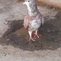 ساده هفترنگ نر و چپ لایه نر