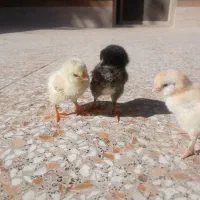 جوجه مرغ|حیوانات مزرعه|شهرضا, |دیوار