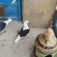 دوکت سیاه کویتی گراف