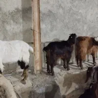 بی نژدی دونه 5|حیوانات مزرعه|دورود, |دیوار