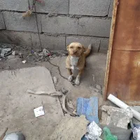 واگذاری پاکوتاه سه ساله ماده فیندو سرابی