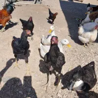 فروش خروس بجه لاری|حیوانات مزرعه|ترکمانچای, |دیوار