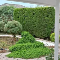 هرس کاری و سم پاشی با دستگاه وعلف تراشی با ۱۱سال