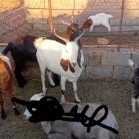 دوعددبزجوان
