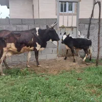 گاوچالوسی گوساله نر چالوسی