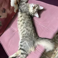 واکذاری گربه|گربه|اصفهان, مهدی آباد|دیوار