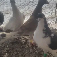 کبوتر پرشی|پرنده|الوند, |دیوار