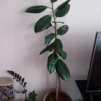 گل با گلدان سفالی