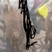 بره یک عدد ماده هم شیر میخوره هم اذوقه سالم سرحال