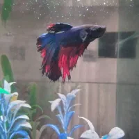 ماهی فایتر فرانسوی