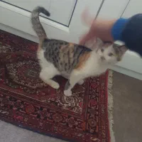 گربه گمشده پارک رجایی