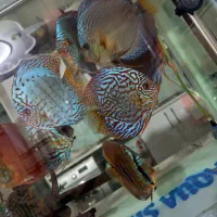 ماهی دیسکس|ماهی|کرمان, |دیوار