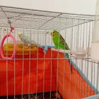 بخاطر نداشتن جا ب فروش میرسد