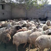 گوسفند مغانی و افشار