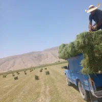 فروش یونجه و کاه سفید|لوازم جانبی حیوانات|شیراز, حومه شیراز|دیوار