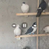 کفتر بوم زد و خوردی