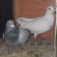 کبوتر پلاکی وبهبهونی