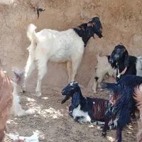 یک عدد کهره نر و یک پازن لنده