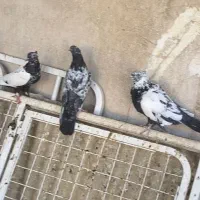 8تا سینه ای|پرنده|قم, مجیدیه|دیوار