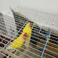 سلام یک جفت کوتوله برزیلی