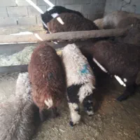 بره.میش.