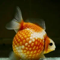 آکواریوم شهر ماهی|ماهی|کرمانشاه, |دیوار