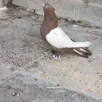 کفتر رنگی و انگلیسی