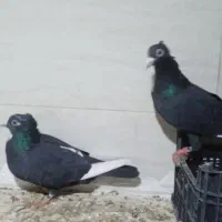 اسباب بازی الکی|حیوانات|تربت‌حیدریه, کوی شهید احمدزاده ملکی|دیوار