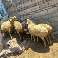 ۷عددگوسفندناب
