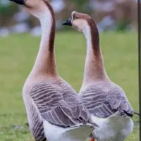 قوقاز