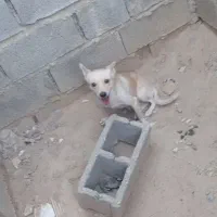 سگ نر